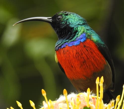 Greater Double-collared Sunbird