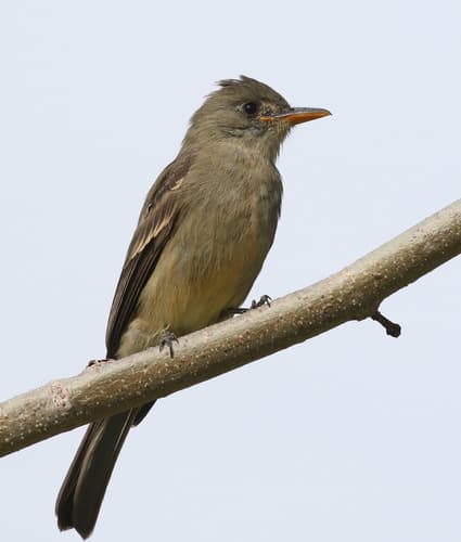 Greater Pewee