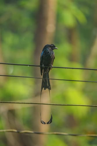 Greater Racket-tailed Drongo