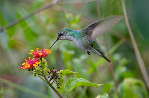 Green-and-white Hummingbird