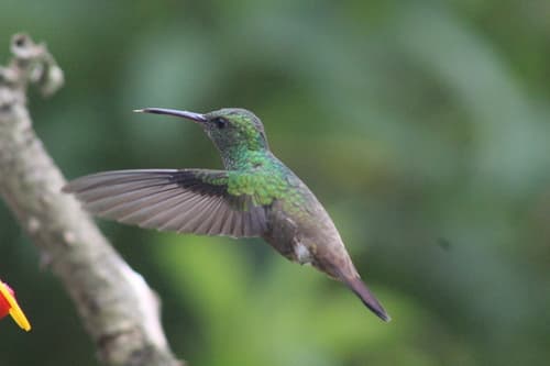 Green-bellied Hummingbird