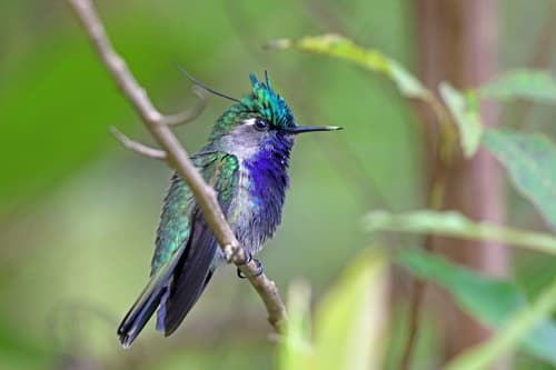 Green-crowned Plovercrest