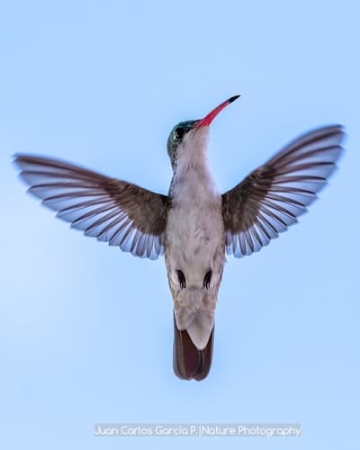 Green-fronted Hummingbird