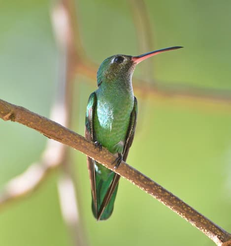 Green-tailed Goldenthroat