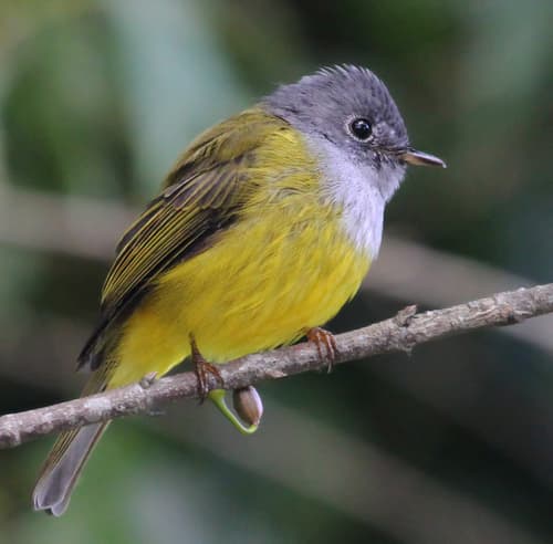 Grey-headed Canary-Flycatcher
