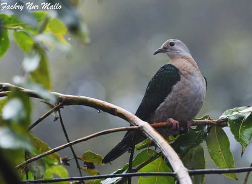 Grey-headed Imperial Pigeon