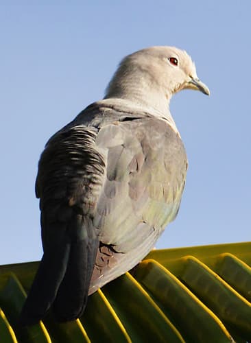 Grey Imperial Pigeon