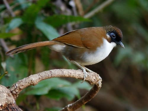 Grey-sided Laughingthrush