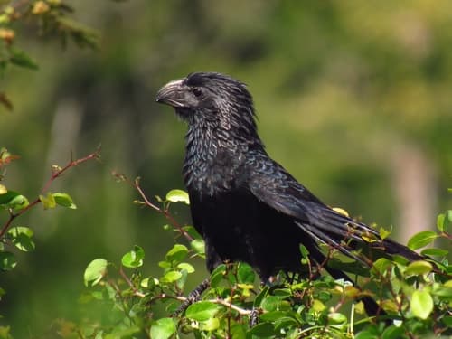 Groove-billed Ani