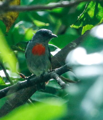 Halmahera Flowerpecker