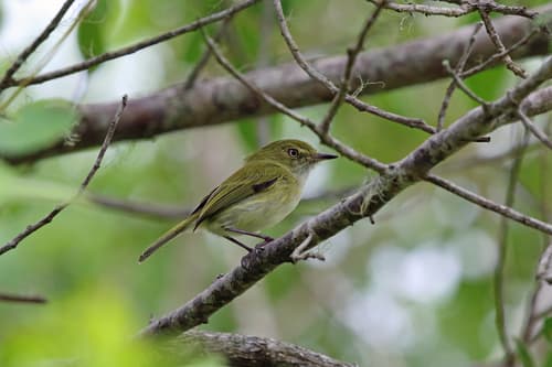 Hangnest Tody-Tyrant