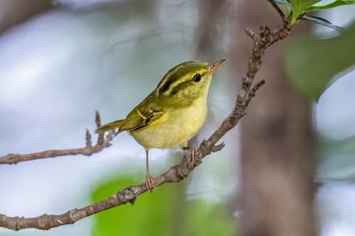 Hartert's Leaf Warbler