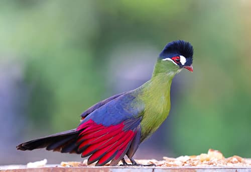 Hartlaub's Turaco