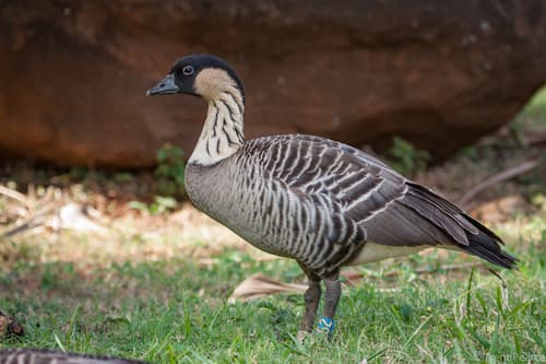 Hawaiian Goose