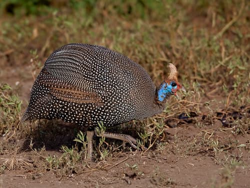 Helmeted Guineafowl