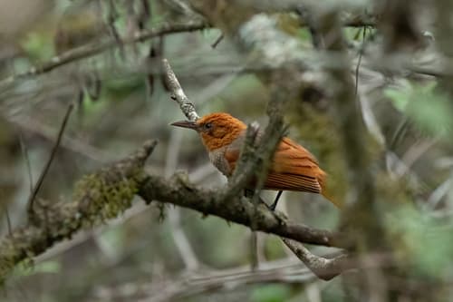 Henna-hooded Foliage-gleaner