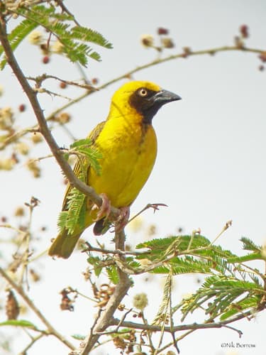 Heuglin's Masked-Weaver