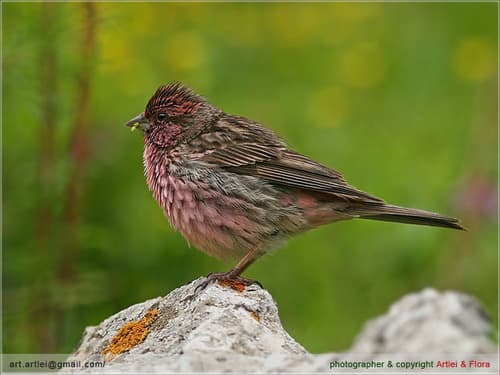 Himalayan Beautiful Rosefinch