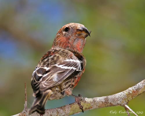 Hispaniolan Crossbill