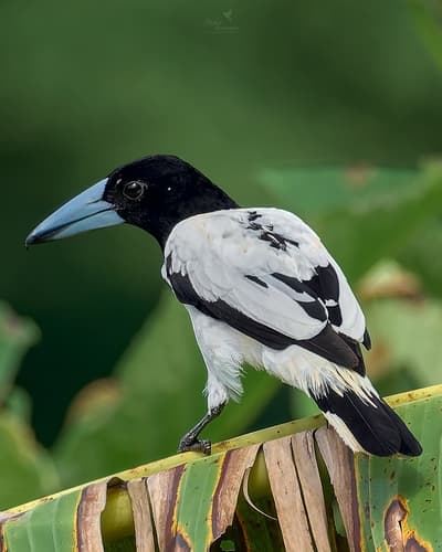 Hooded Butcherbird