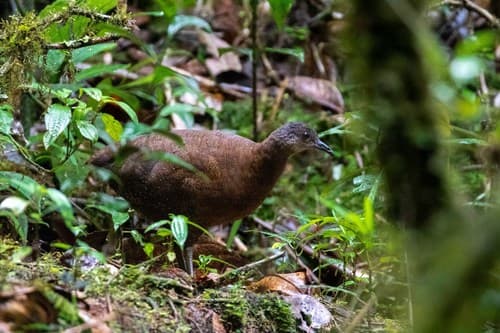 Hooded Tinamou