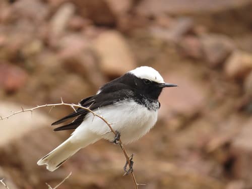 Hooded Wheatear