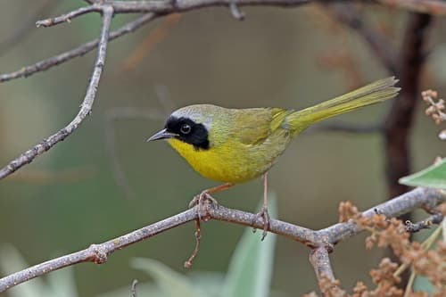 Hooded Yellowthroat