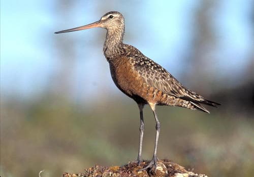 Hudsonian Godwit