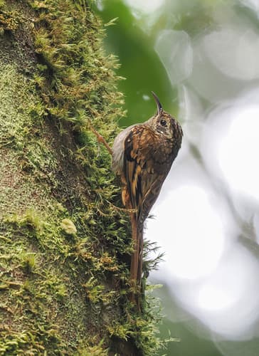 Hume's Treecreeper