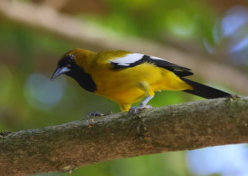 Jamaican Oriole