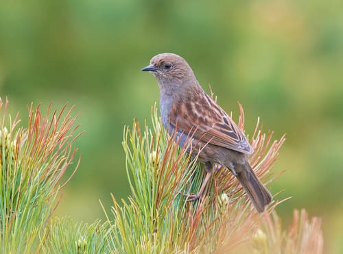 Japanese Accentor