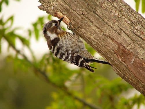Japanese Pygmy Woodpecker