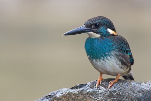 Javan Blue-banded Kingfisher