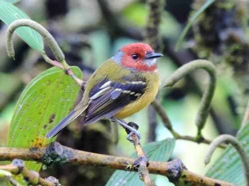 Johnson's Tody-Flycatcher