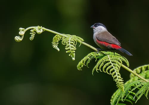 Kandt's Waxbill