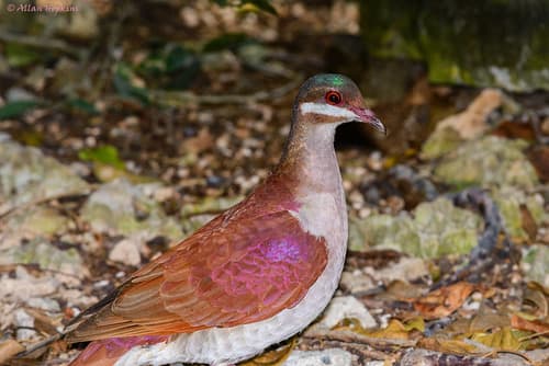 Key West Quail-Dove
