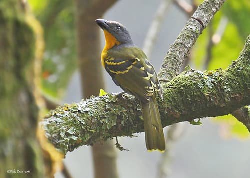 Lagden's Bushshrike