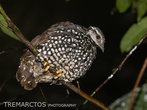Latham's Francolin