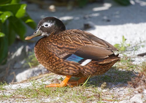 Laysan Duck