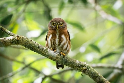 Least Pygmy-Owl