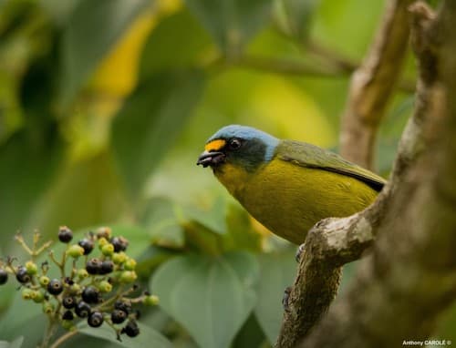 Lesser Antillean Euphonia