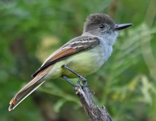 Lesser Antillean Flycatcher