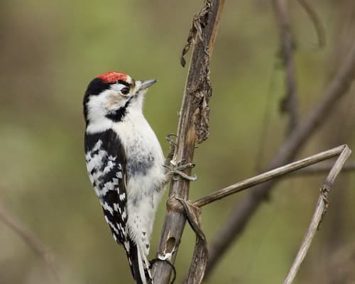 Lesser Spotted Woodpecker