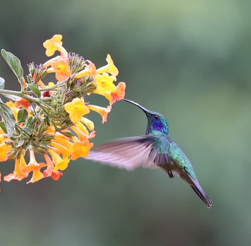Lesser Violetear