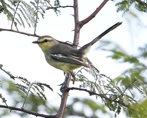 Lesser Wagtail-Tyrant