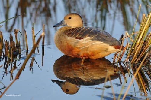 Lesser Whistling-Duck