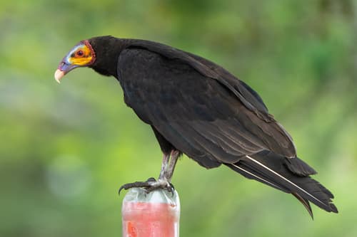 Lesser Yellow-headed Vulture
