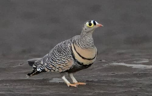 Lichtenstein's Sandgrouse