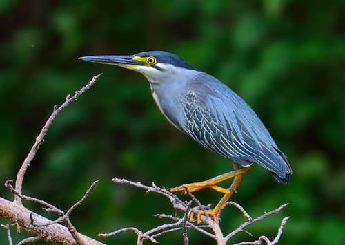 Little Heron