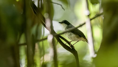 Little Slaty Flycatcher